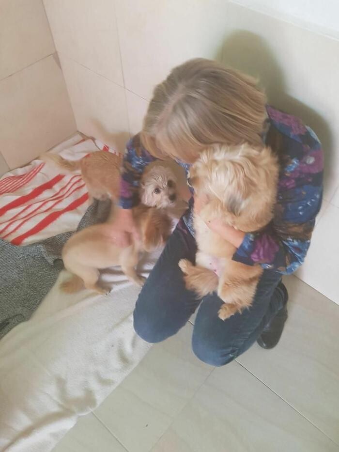 Images Hotel Canino y Felino El Rey de la Casa - cat & dog boarding kennels