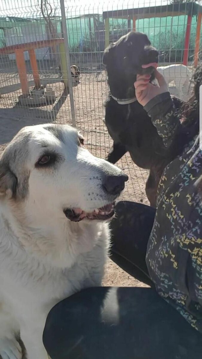 Images Hotel Canino y Felino El Rey de la Casa - cat & dog boarding kennels