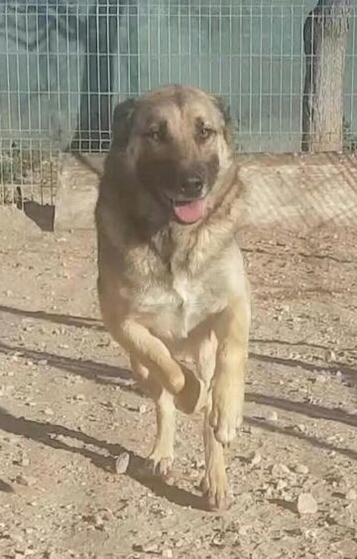 Images Hotel Canino y Felino El Rey de la Casa - cat & dog boarding kennels