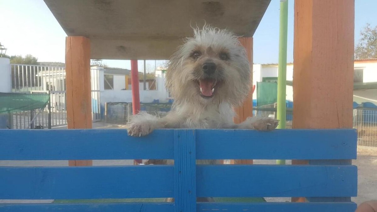 Images Hotel Canino y Felino El Rey de la Casa - cat & dog boarding kennels