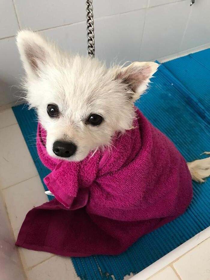 Images Hotel Canino y Felino El Rey de la Casa - cat & dog boarding kennels