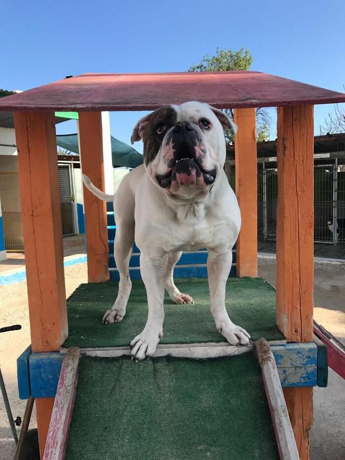 Images Hotel Canino y Felino El Rey de la Casa - cat & dog boarding kennels