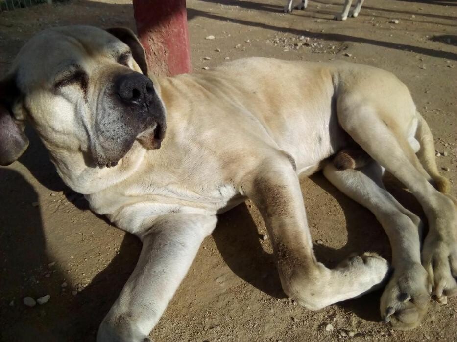 Images Hotel Canino y Felino El Rey de la Casa - cat & dog boarding kennels