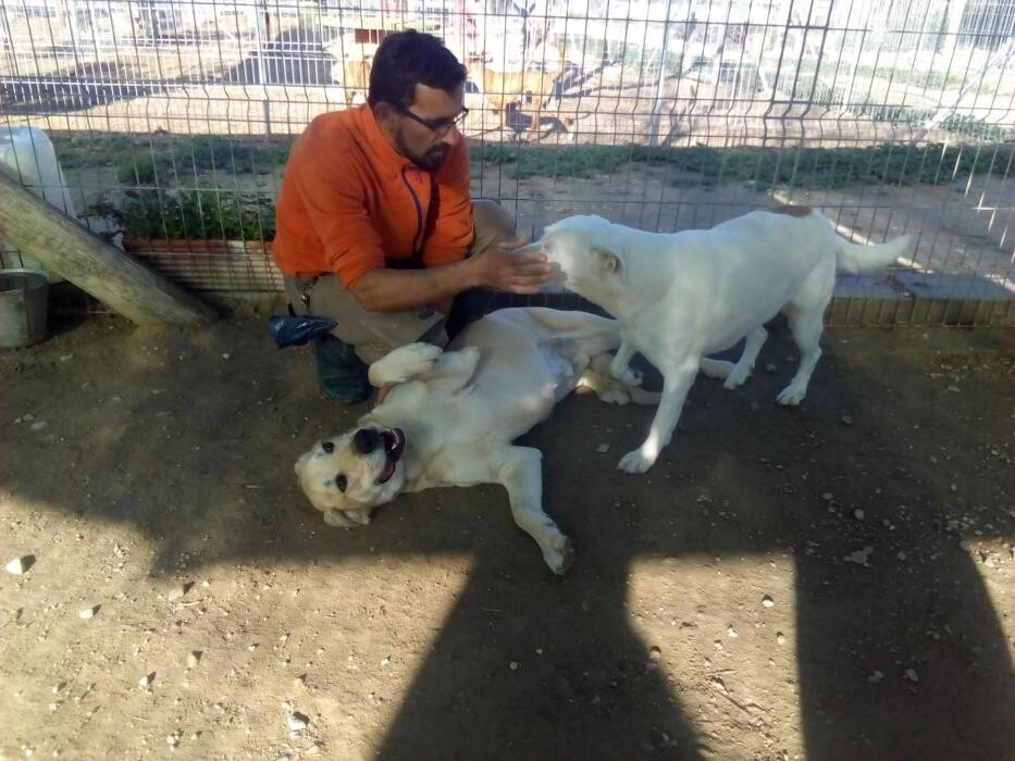 Images Hotel Canino y Felino El Rey de la Casa - cat & dog boarding kennels