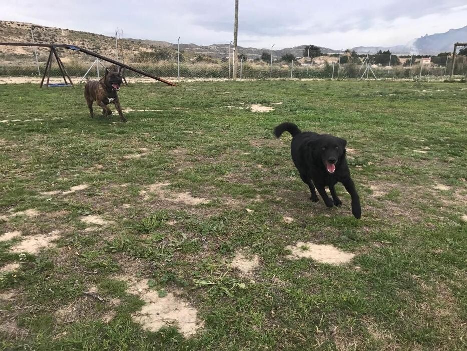Images Hotel Canino y Felino El Rey de la Casa - cat & dog boarding kennels