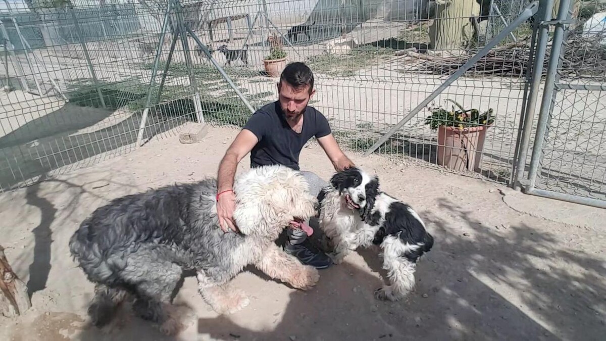 Images Hotel Canino y Felino El Rey de la Casa - cat & dog boarding kennels