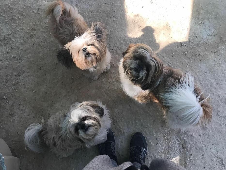 Images Hotel Canino y Felino El Rey de la Casa - cat & dog boarding kennels