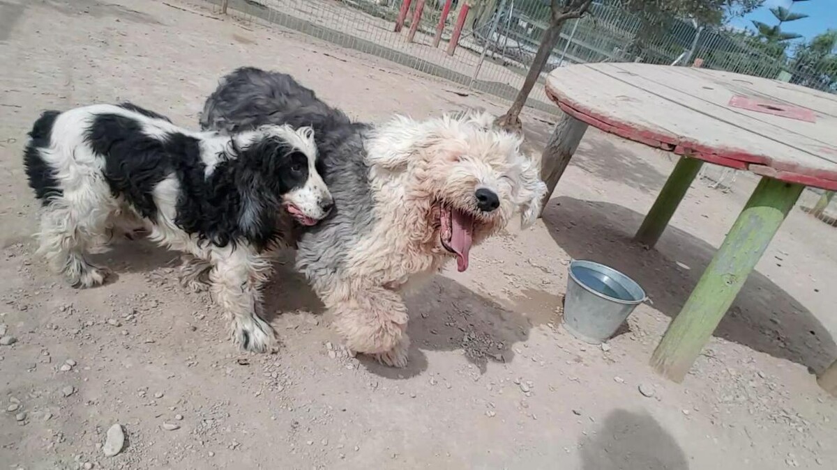 Images Hotel Canino y Felino El Rey de la Casa - cat & dog boarding kennels