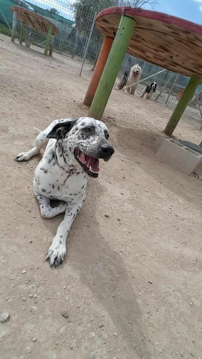 Images Hotel Canino y Felino El Rey de la Casa - cat & dog boarding kennels