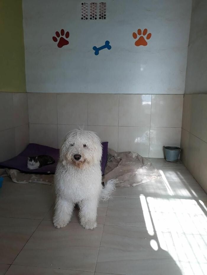 Images Hotel Canino y Felino El Rey de la Casa - cat & dog boarding kennels