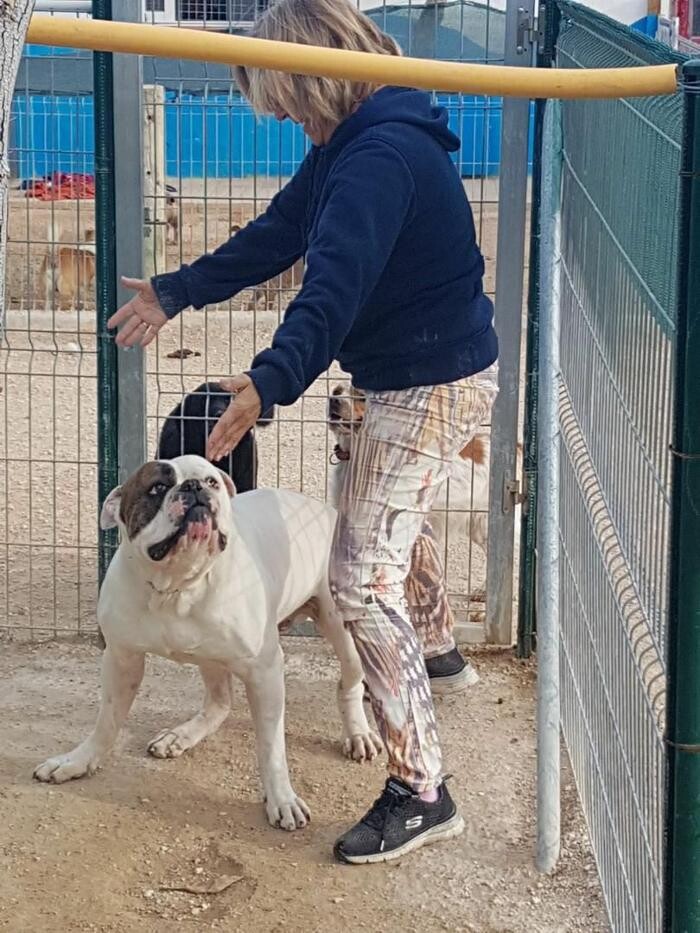 Images Hotel Canino y Felino El Rey de la Casa - cat & dog boarding kennels