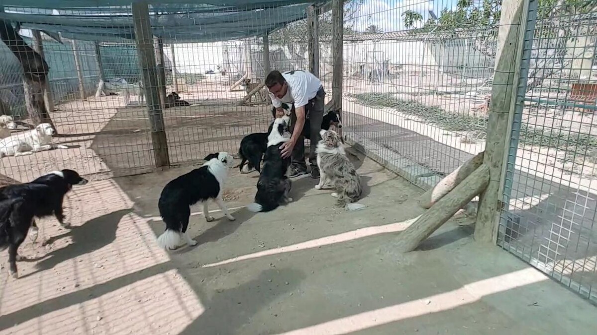 Images Hotel Canino y Felino El Rey de la Casa - cat & dog boarding kennels