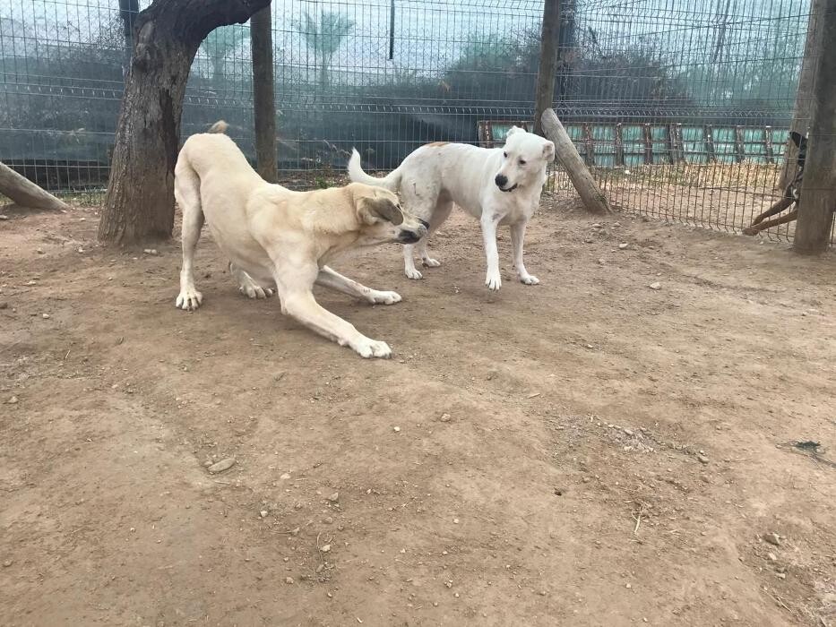 Images Hotel Canino y Felino El Rey de la Casa - cat & dog boarding kennels