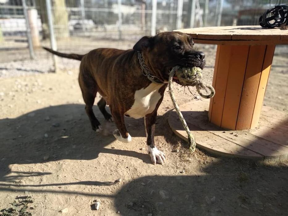 Images Hotel Canino y Felino El Rey de la Casa - cat & dog boarding kennels