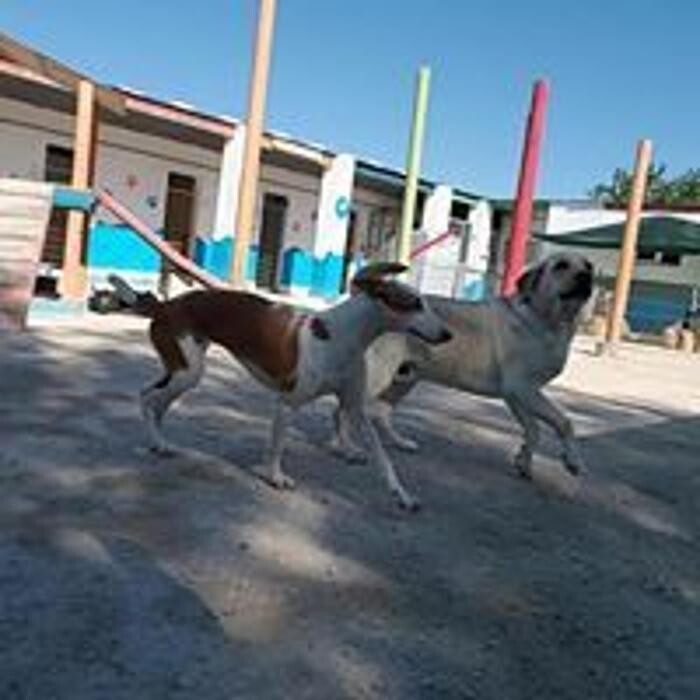 Images Hotel Canino y Felino El Rey de la Casa - cat & dog boarding kennels