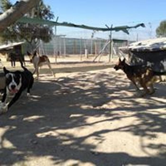 Images Hotel Canino y Felino El Rey de la Casa - cat & dog boarding kennels