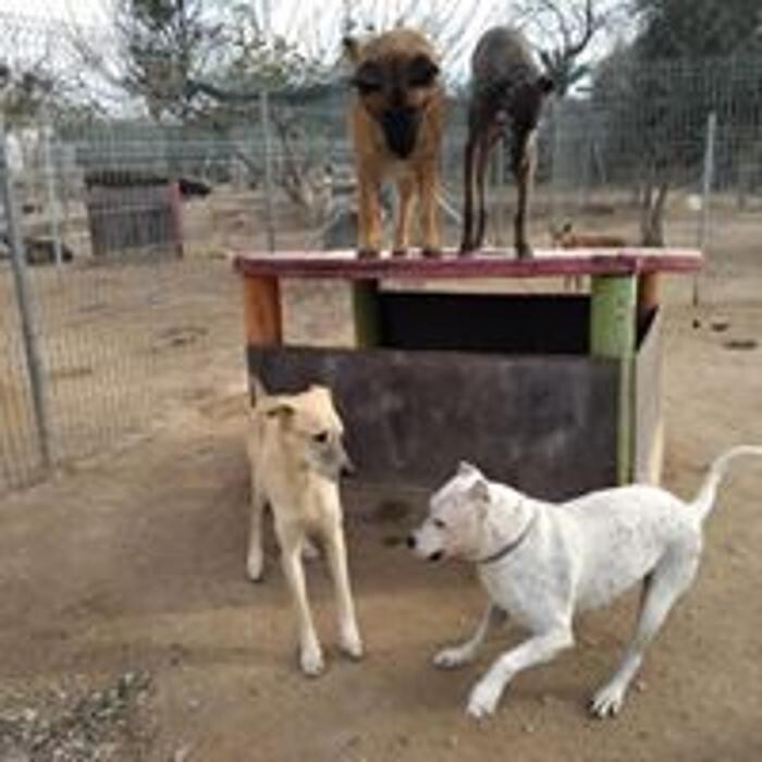 Images Hotel Canino y Felino El Rey de la Casa - cat & dog boarding kennels