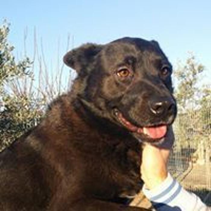 Images Hotel Canino y Felino El Rey de la Casa - cat & dog boarding kennels