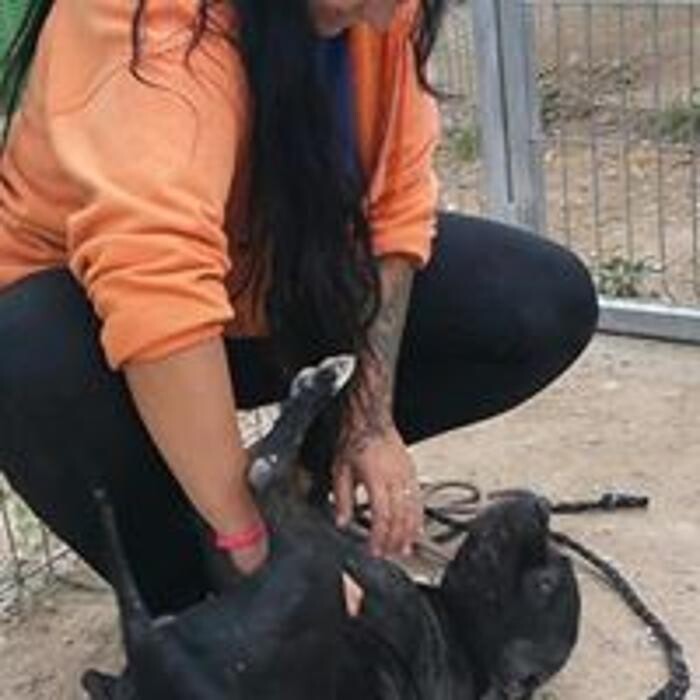 Images Hotel Canino y Felino El Rey de la Casa - cat & dog boarding kennels