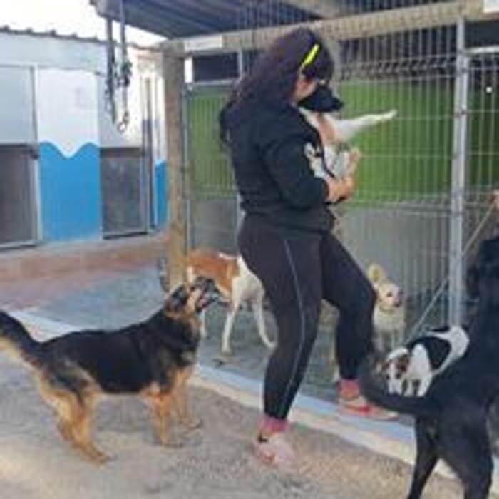 Images Hotel Canino y Felino El Rey de la Casa - cat & dog boarding kennels