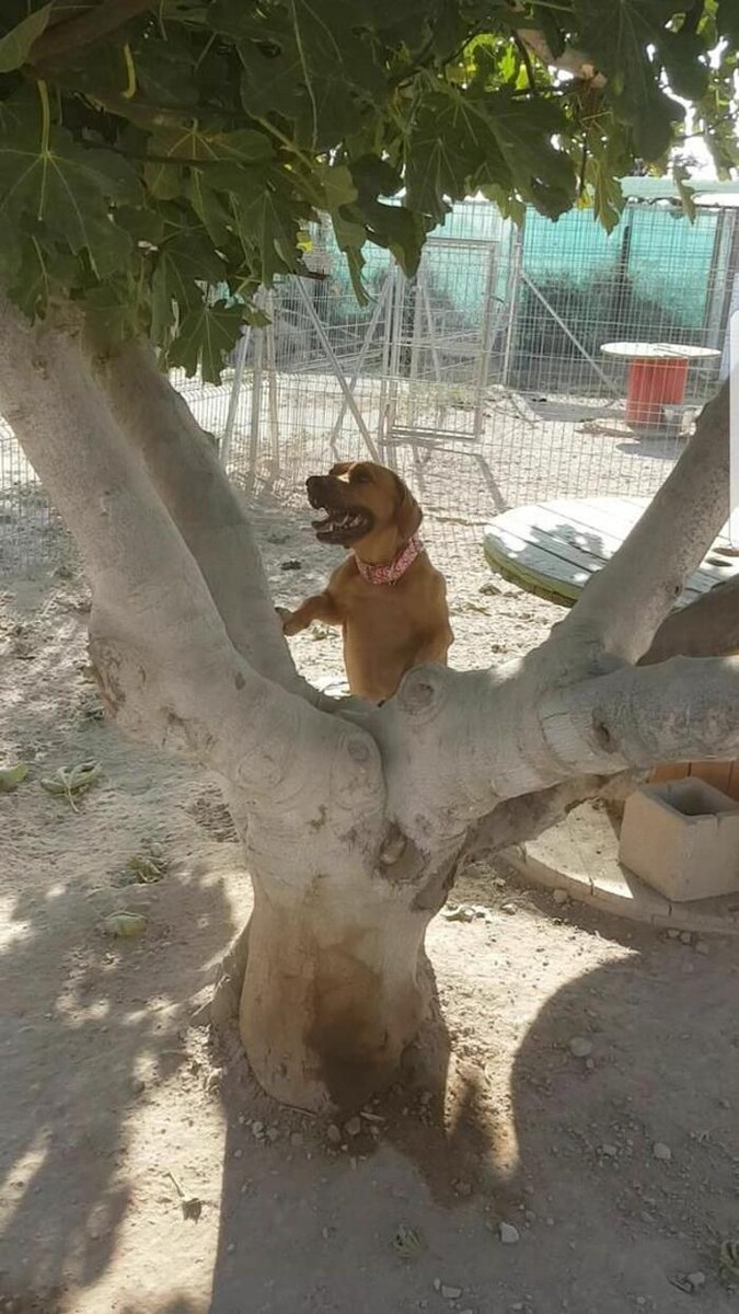 Images Hotel Canino y Felino El Rey de la Casa - cat & dog boarding kennels