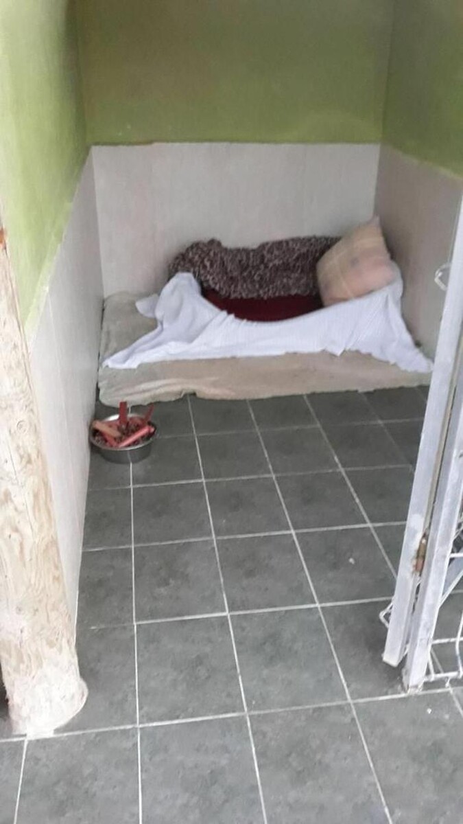 Images Hotel Canino y Felino El Rey de la Casa - cat & dog boarding kennels