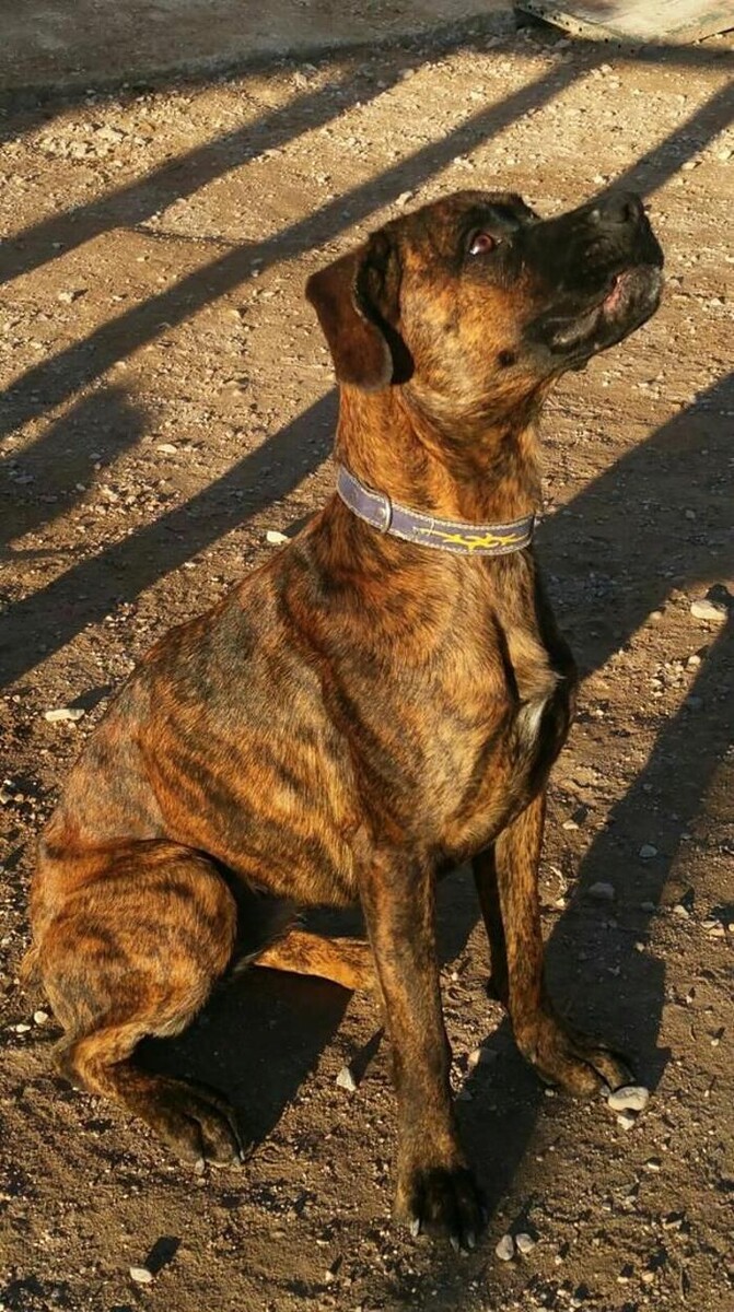 Images Hotel Canino y Felino El Rey de la Casa - cat & dog boarding kennels