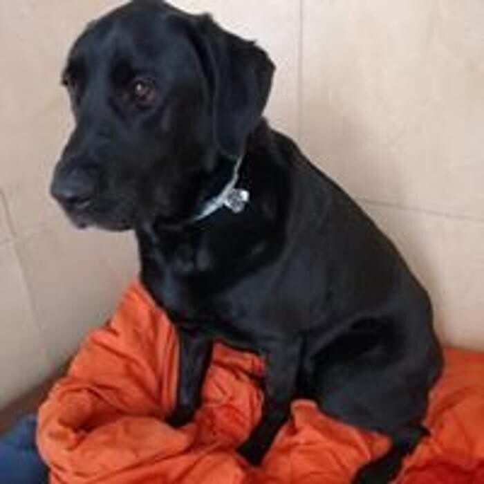 Images Hotel Canino y Felino El Rey de la Casa - cat & dog boarding kennels