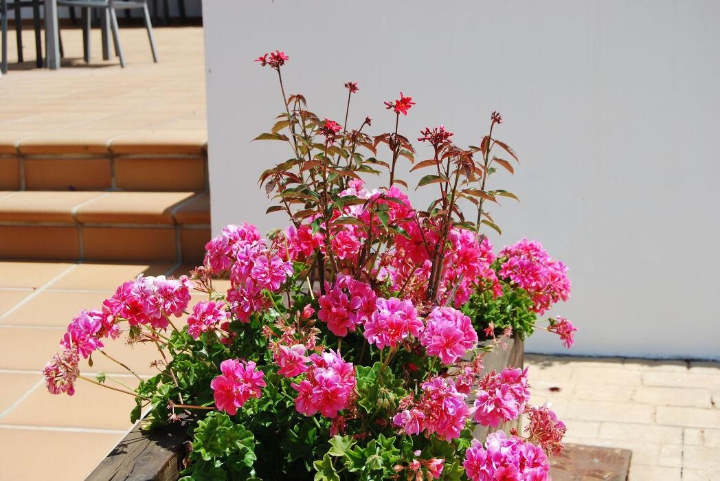 Images Fantastic Gardens