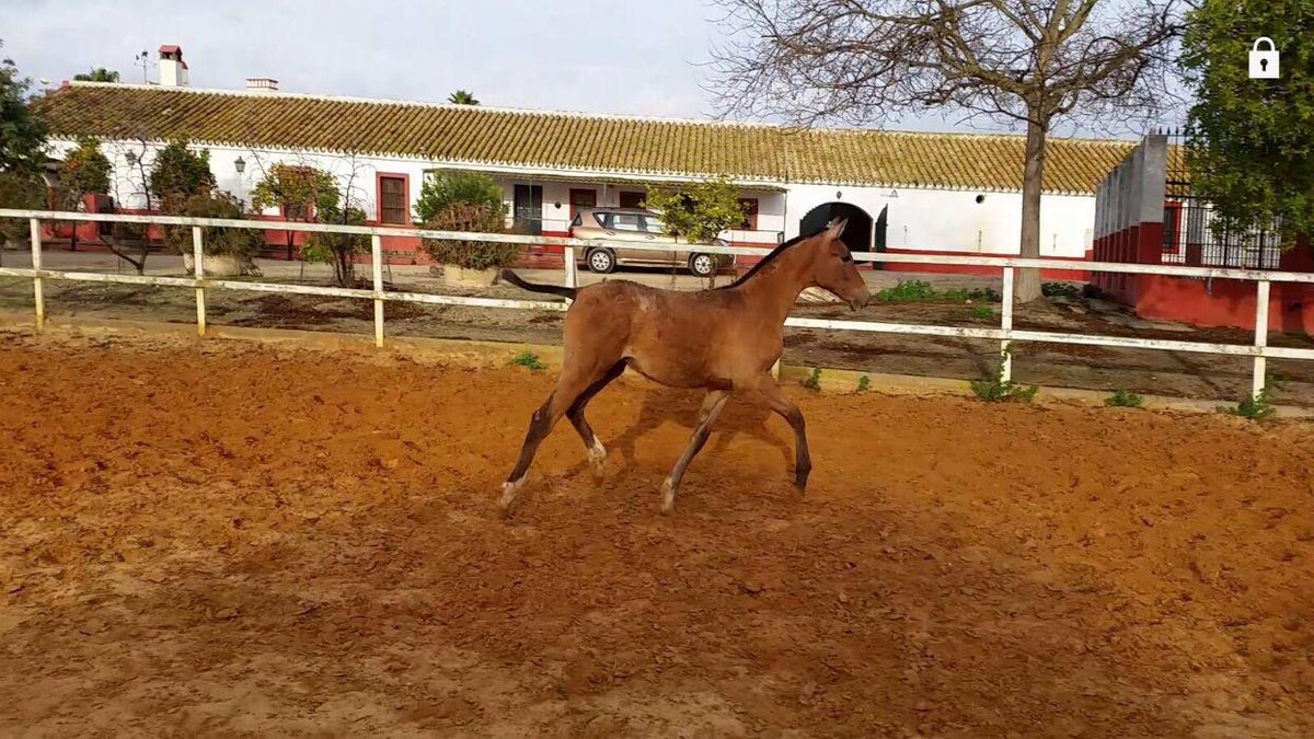 Images Yeguada Ana María Bohórquez Martínez