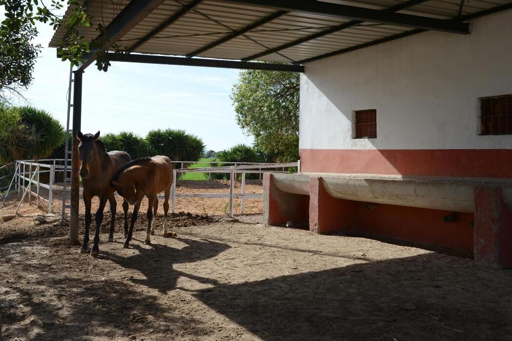 Images Yeguada Ana María Bohórquez Martínez