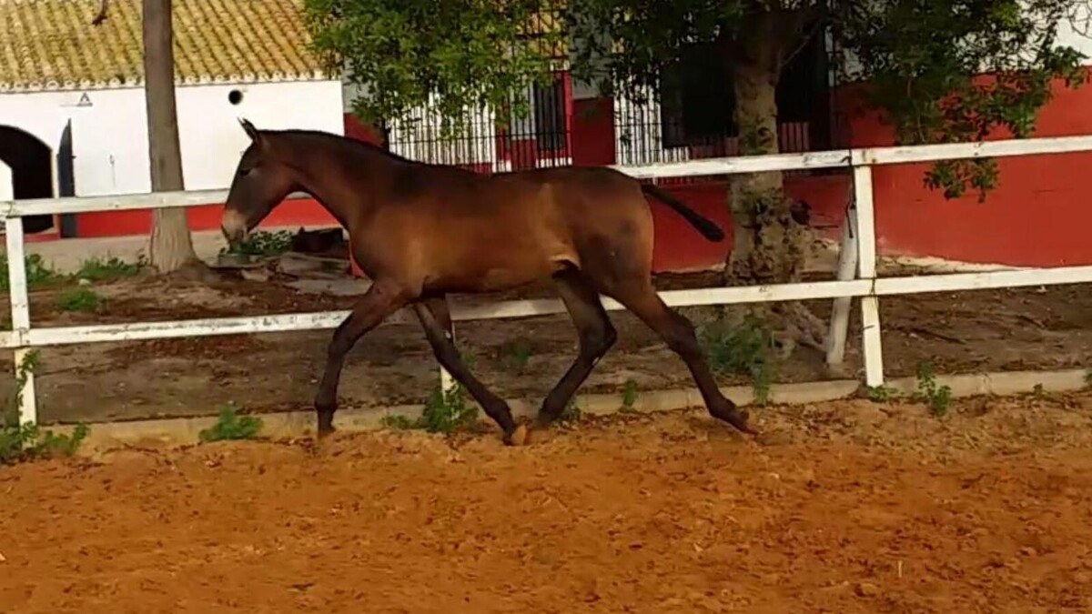 Images Yeguada Ana María Bohórquez Martínez
