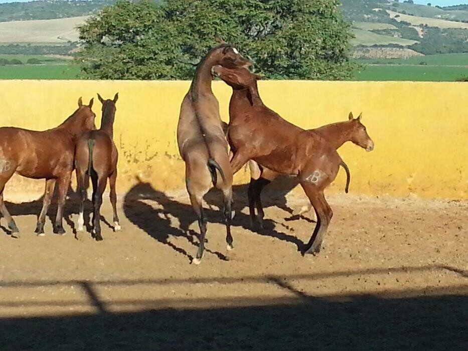Images Yeguada Ana María Bohórquez Martínez