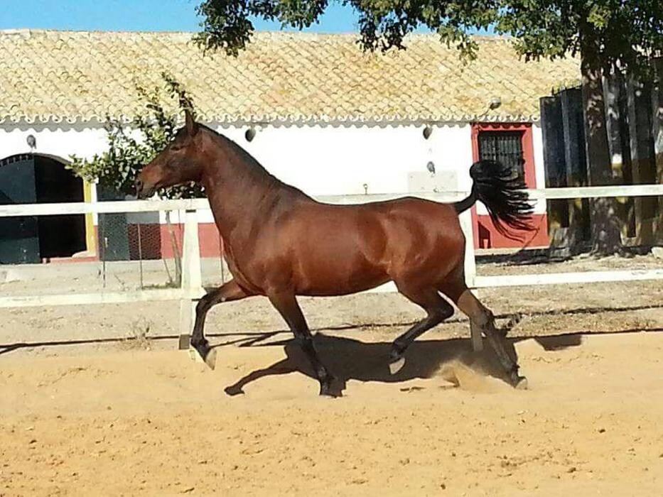 Images Yeguada Ana María Bohórquez Martínez