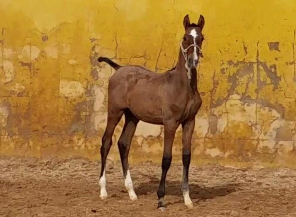 Images Yeguada Ana María Bohórquez Martínez