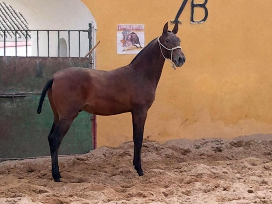 Images Yeguada Ana María Bohórquez Martínez