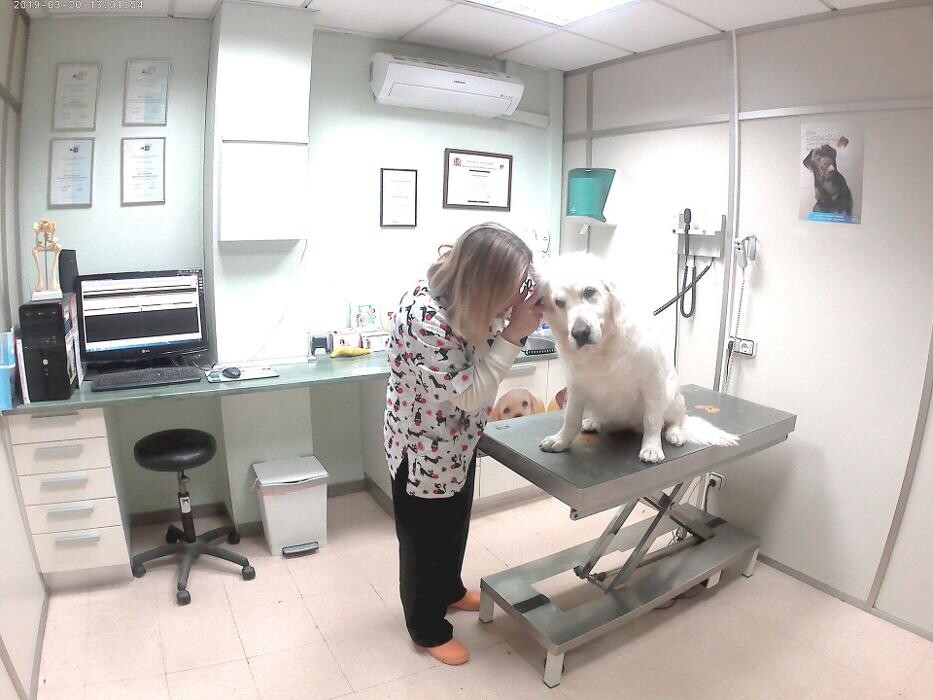 Images Cv animalvet