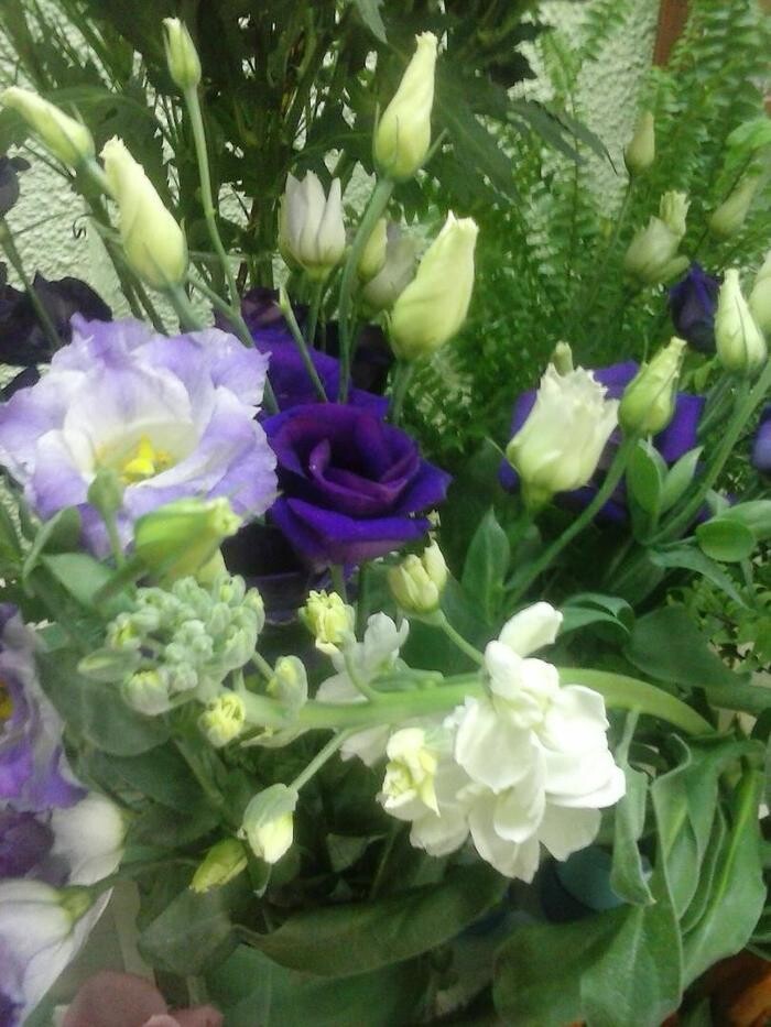 Images Artemisa Flores