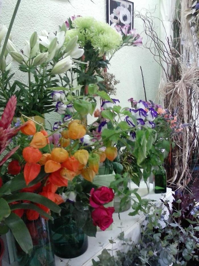 Images Artemisa Flores