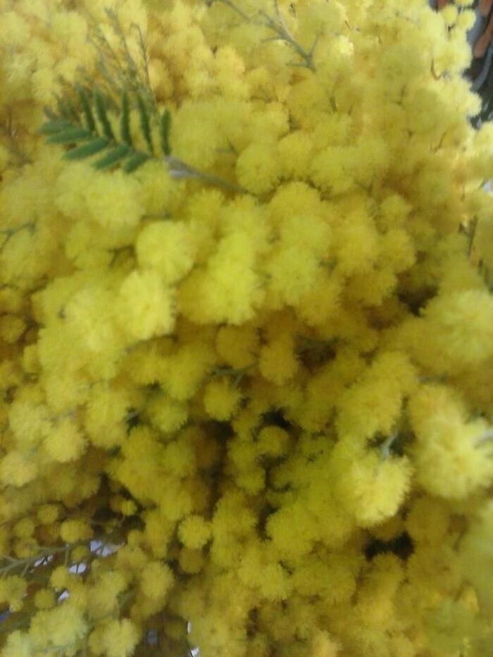 Images Artemisa Flores