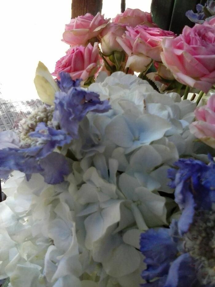 Images Artemisa Flores