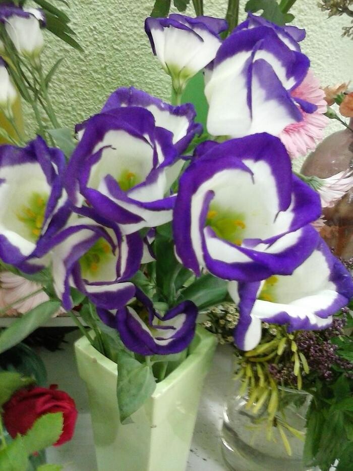 Images Artemisa Flores