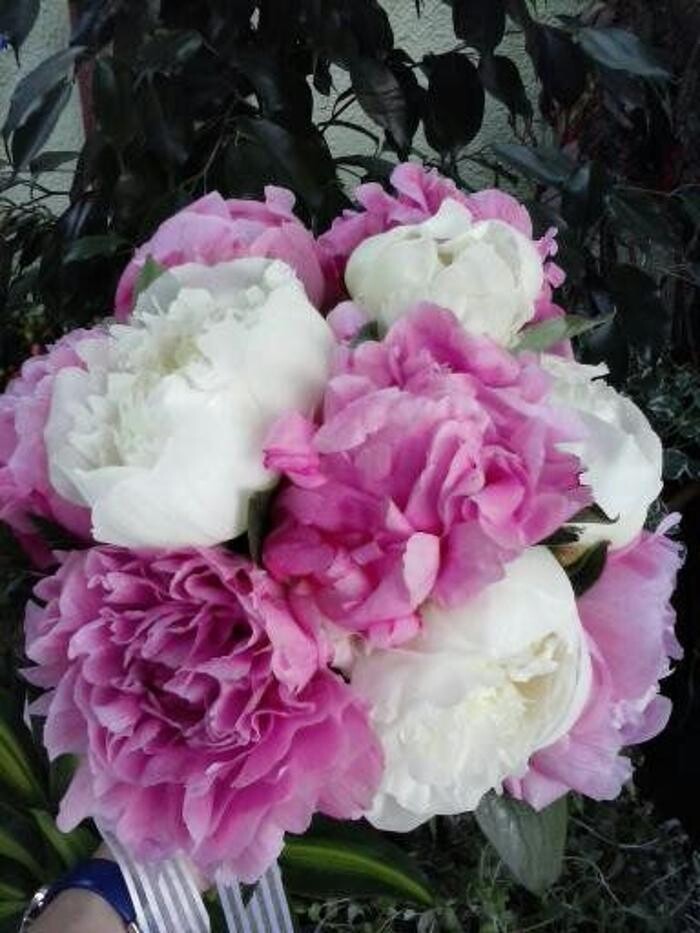 Images Artemisa Flores