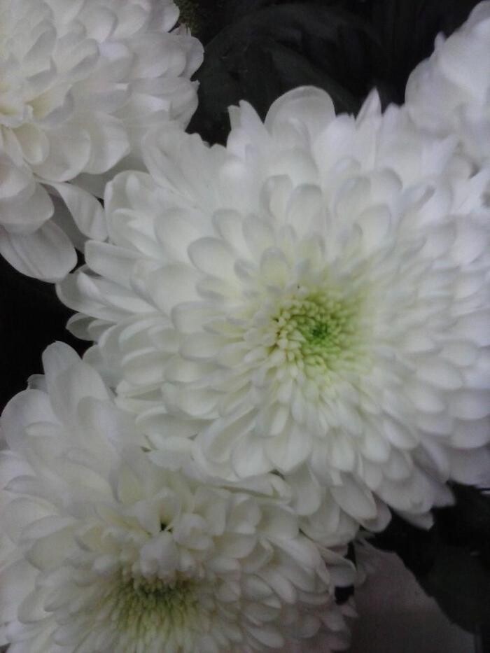 Images Artemisa Flores