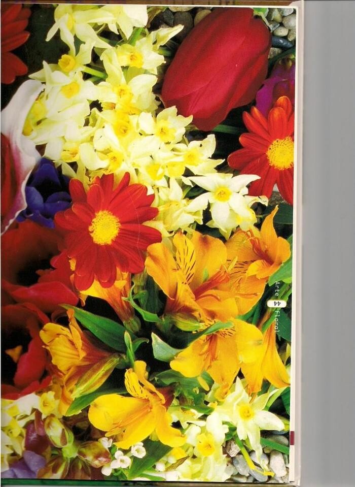 Images Artemisa Flores