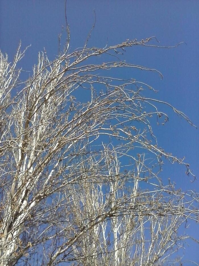 Images Artemisa Flores