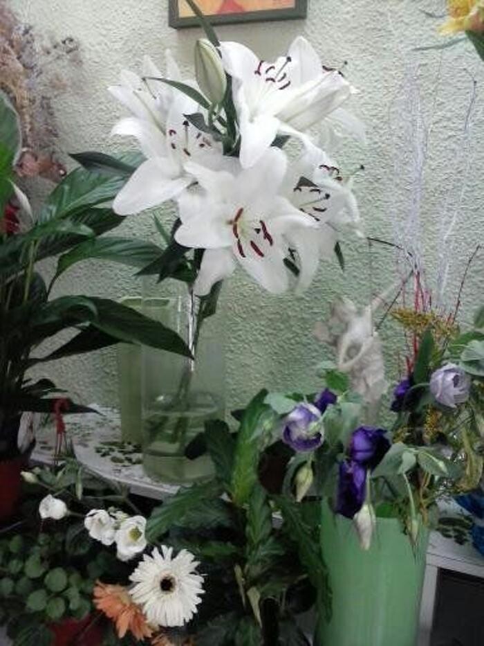 Images Artemisa Flores