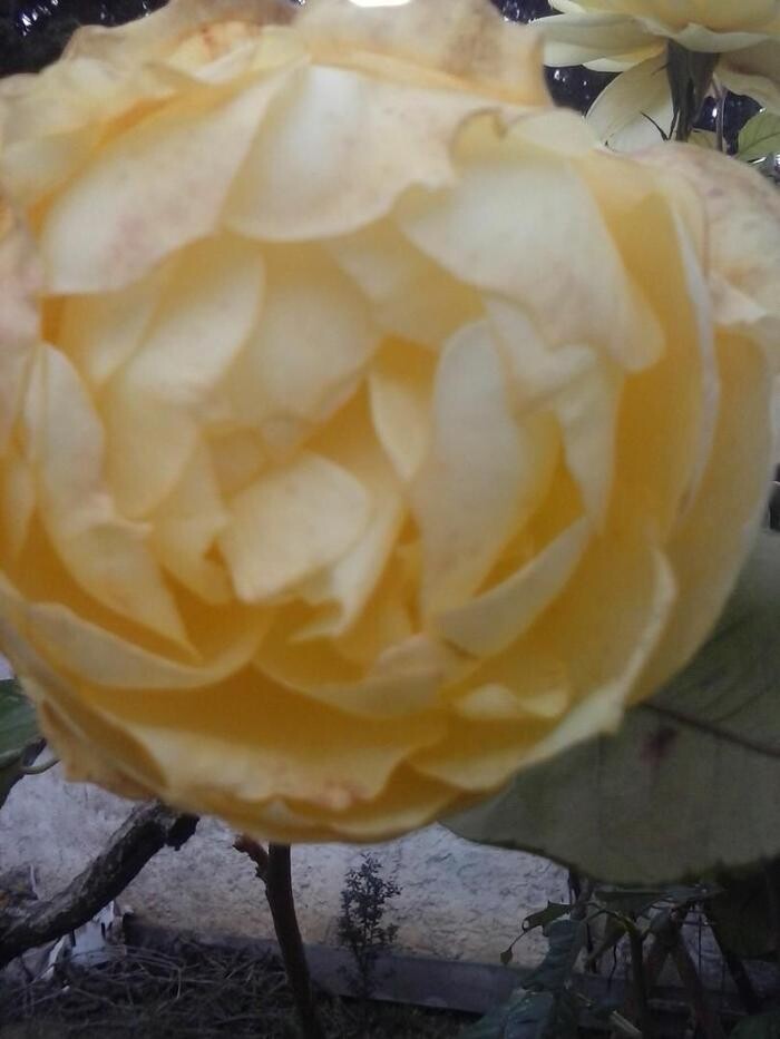 Images Artemisa Flores