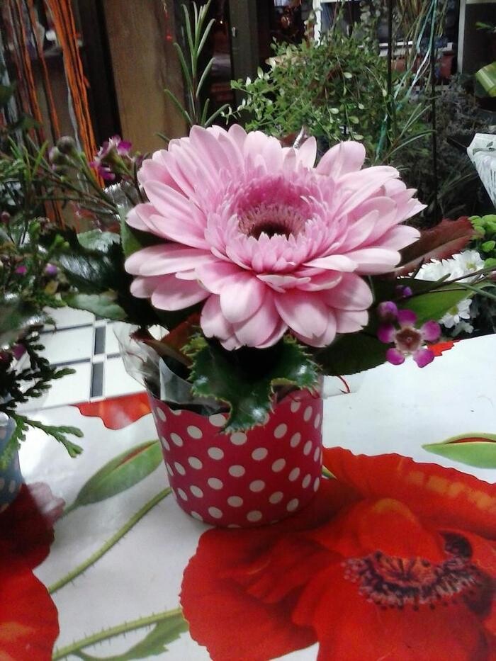 Images Artemisa Flores