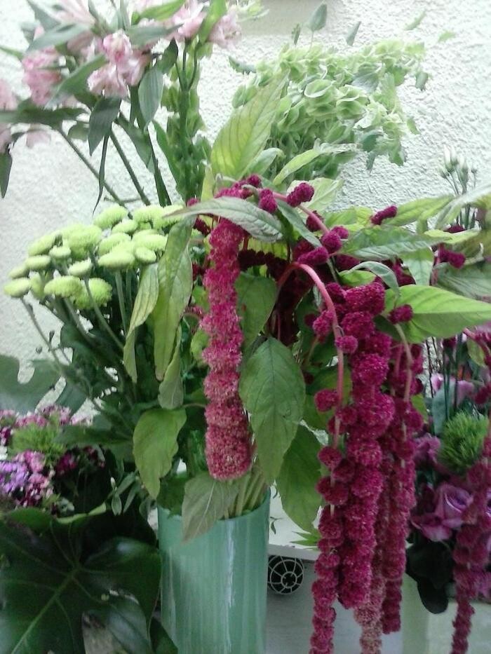 Images Artemisa Flores